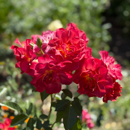 Rose - Cinco de Mayo