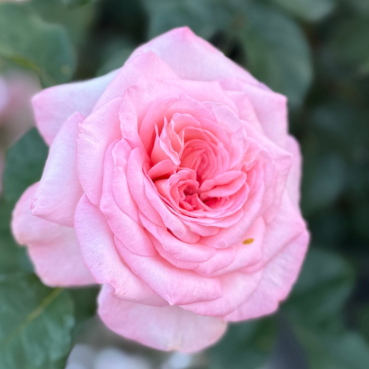 Rose - Sunbelt Savannah