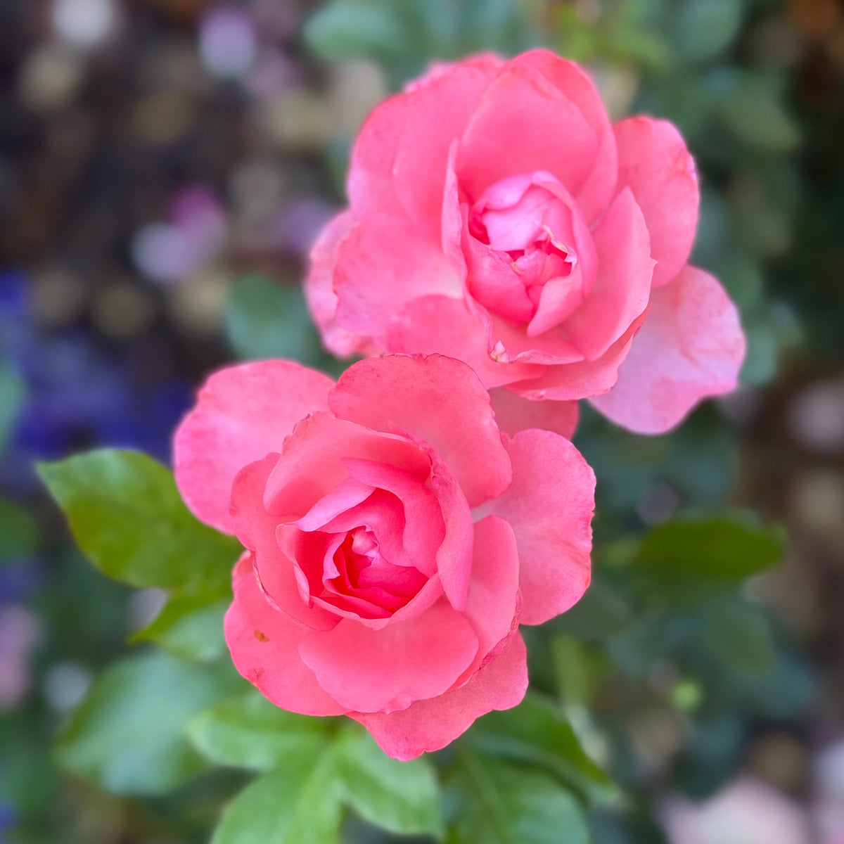 Rose - Passionate Kisses