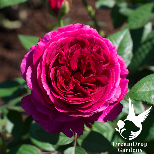 Garden Rose - Roseberry Beret