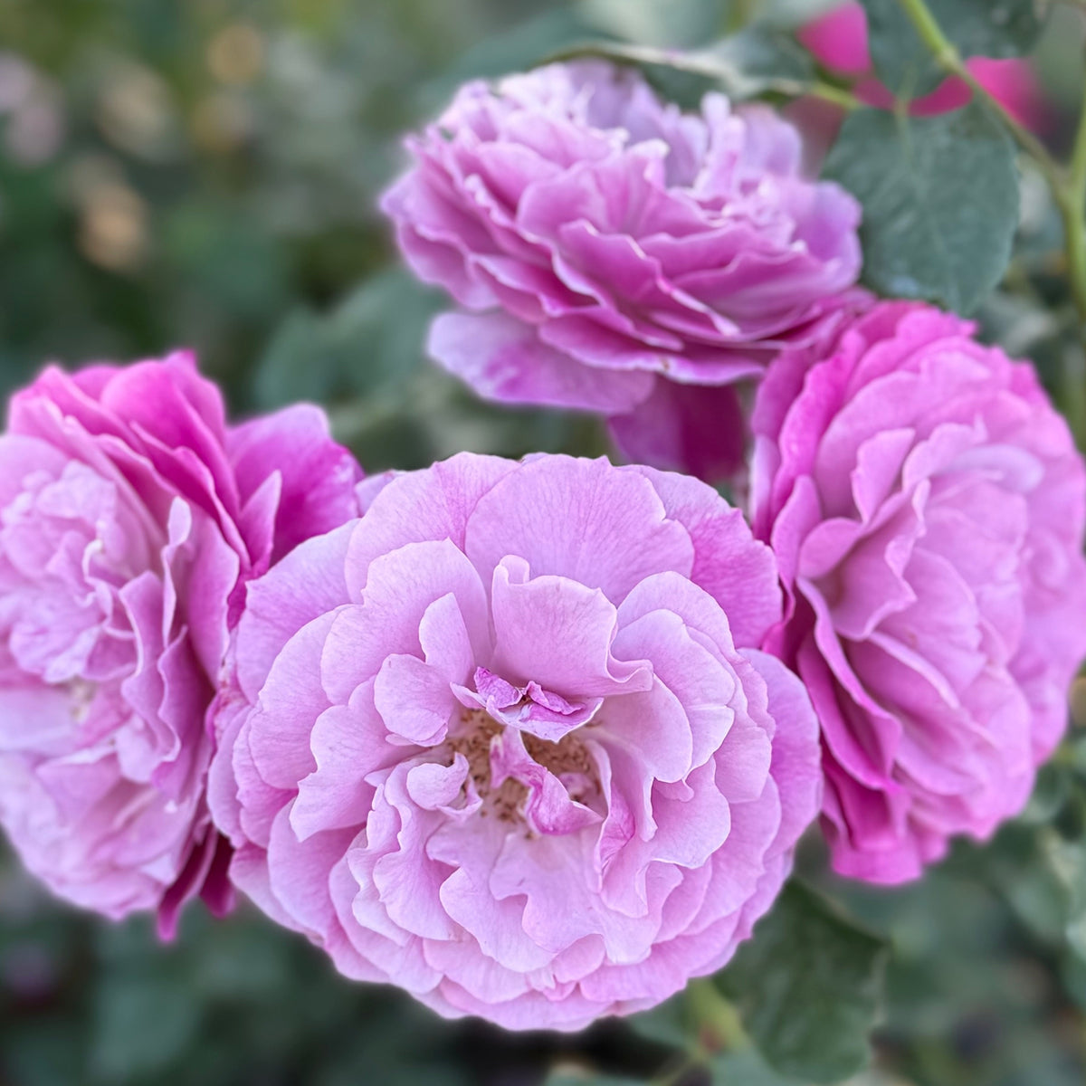 Rose - Wild Blue Yonder