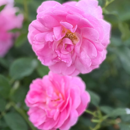 Rose - Sitting Pretty