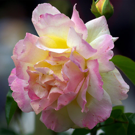 Rose - Hybrid Tea- Garden Party