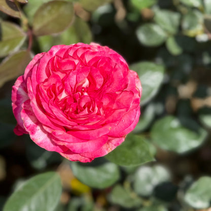 Rose - Big Momma