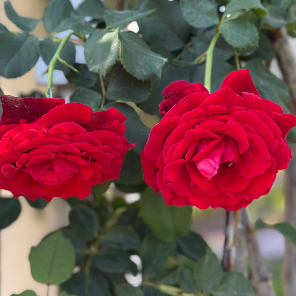 Rose - Don Juan