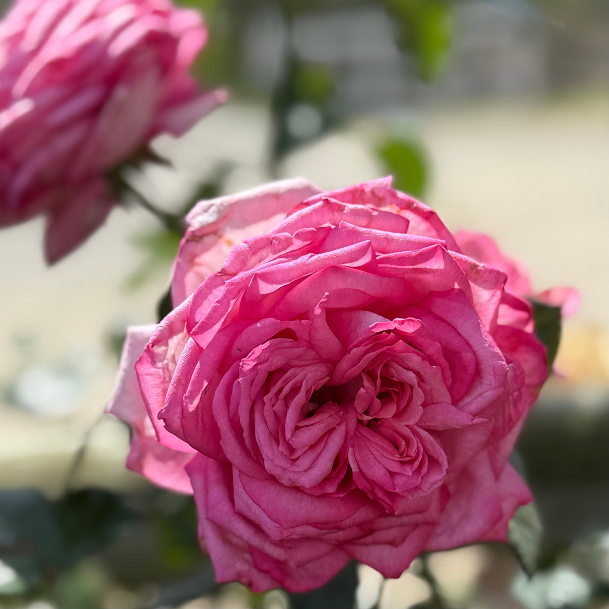 Rose - Eleganza Wedding Bells
