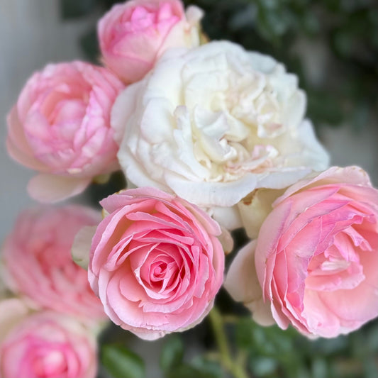 Rose - Eden Climber