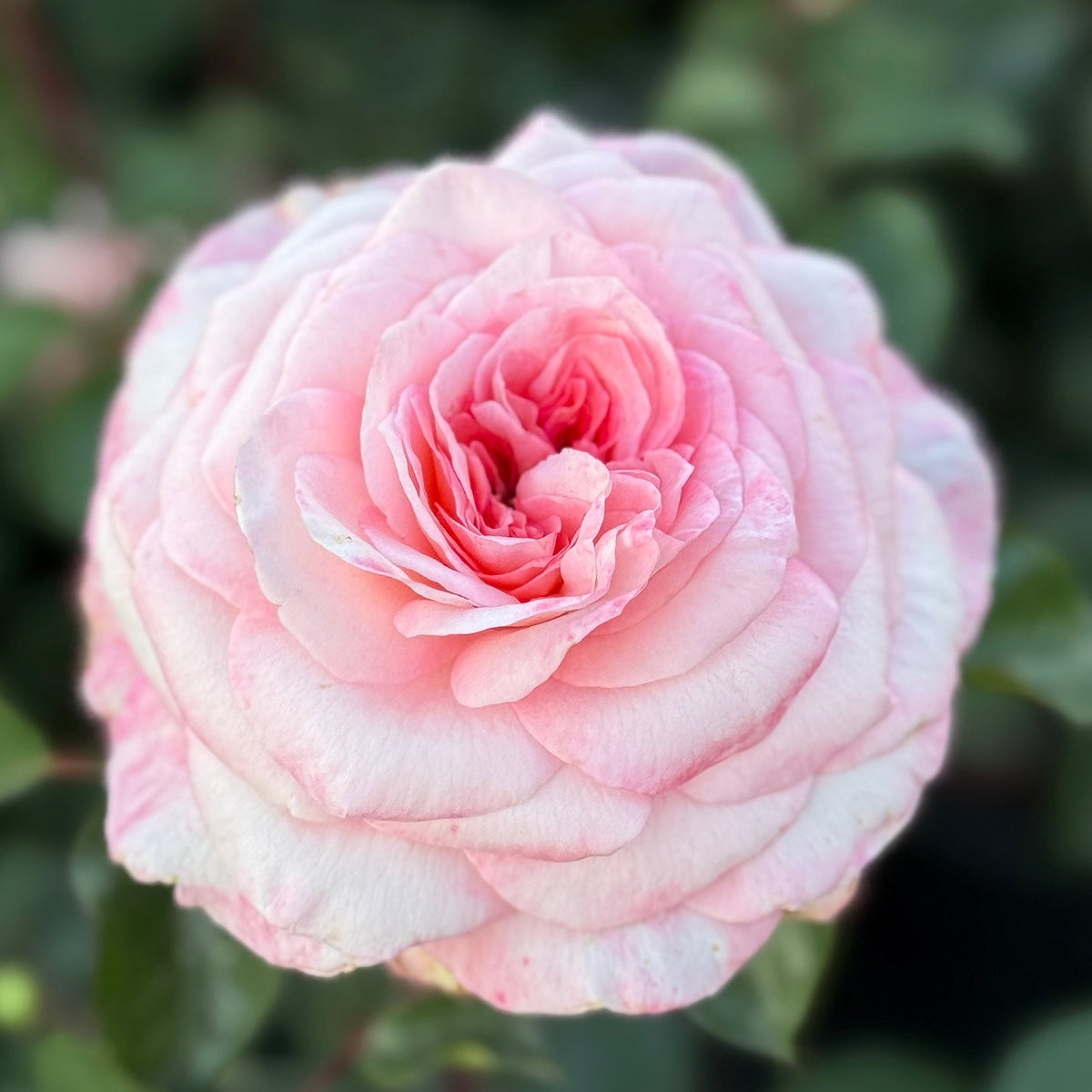 Rose - Sunbelt Savannah