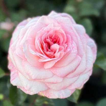 Rose - Sunbelt Savannah