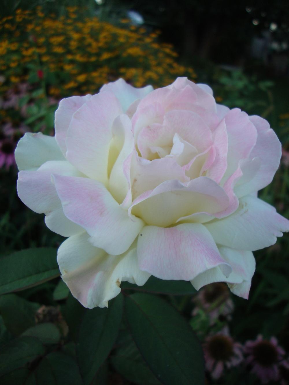 Rose - Hybrid Tea- Garden Party