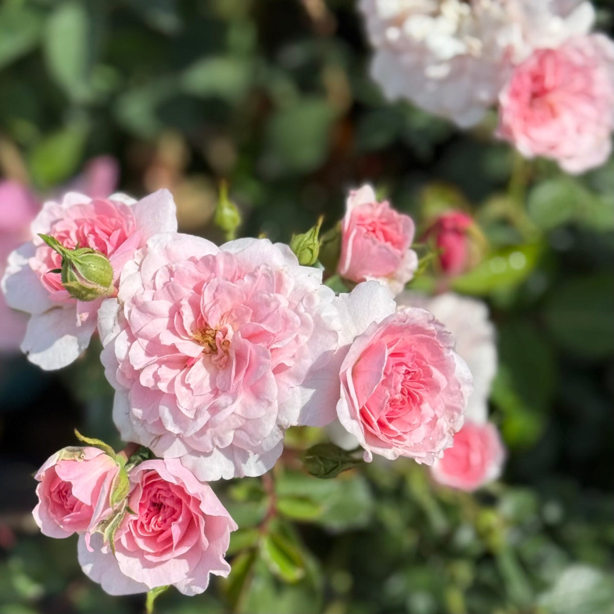 Rose - Bonica