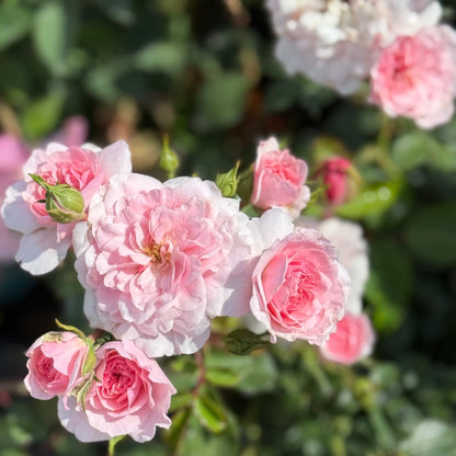 Rose - Bonica