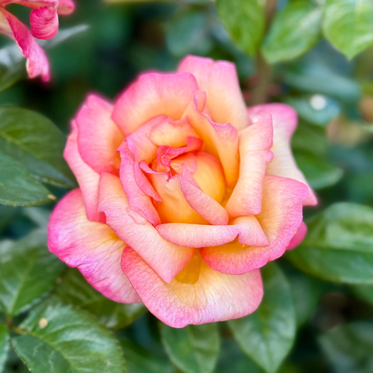 Rose - Sheila's Perfume