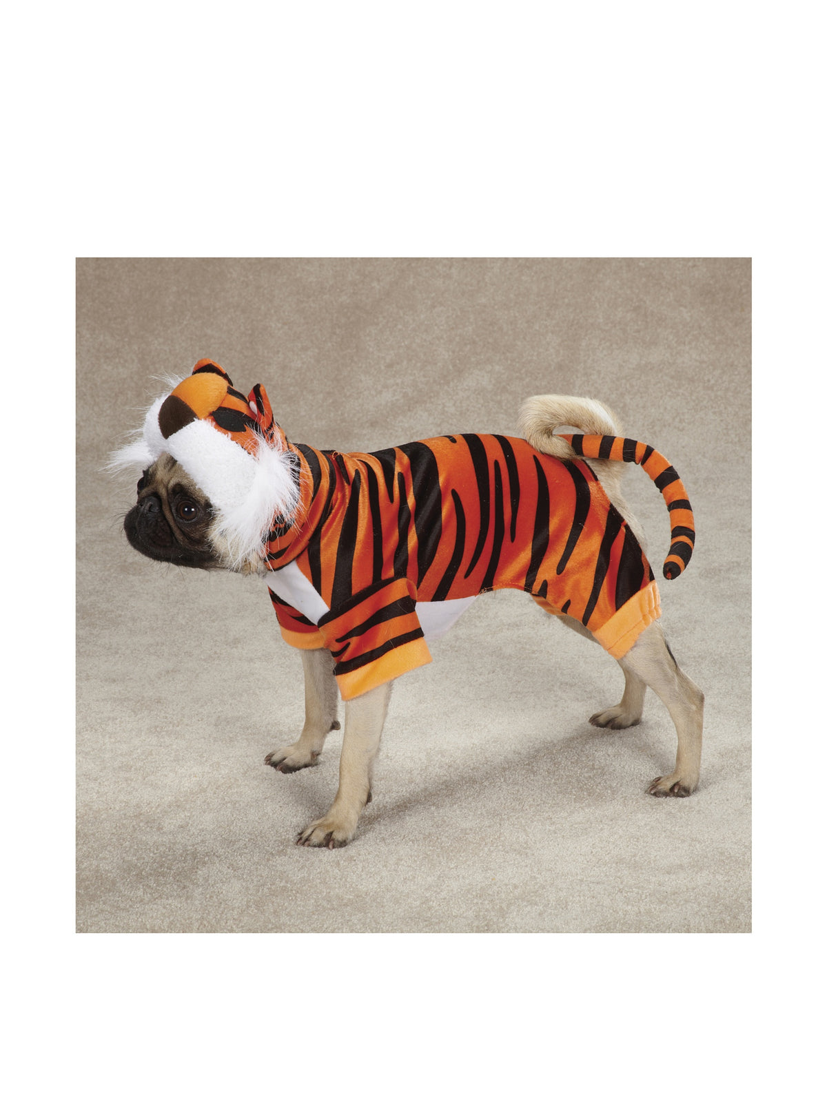 Pug wearing the orange striped tiger costume with fluffy white mane hood