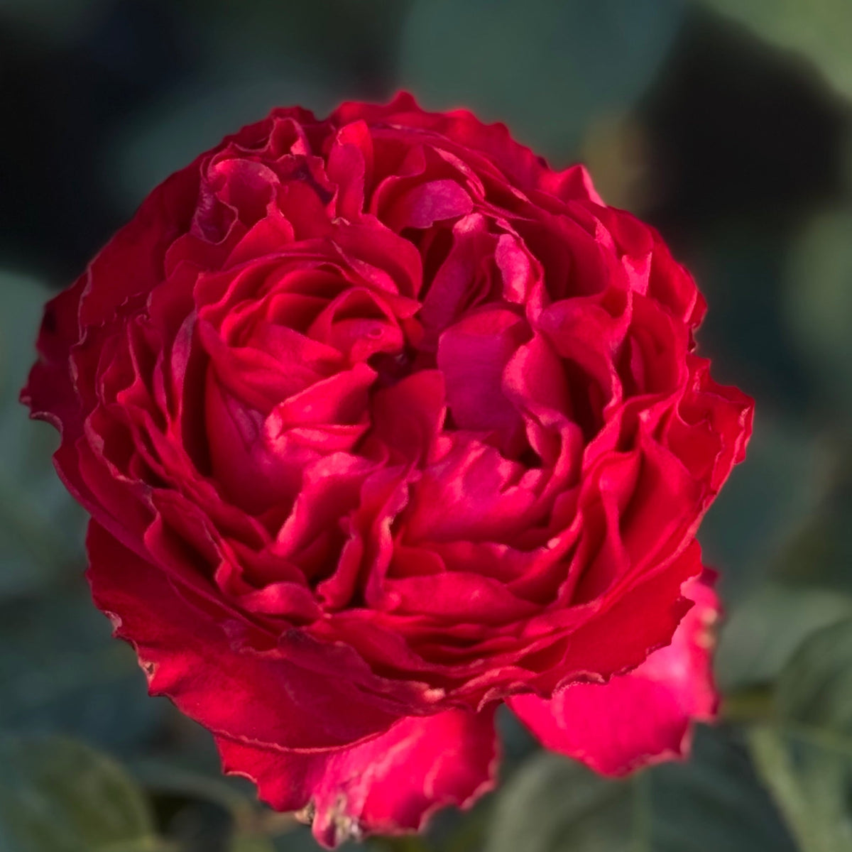 Rose - Traviata
