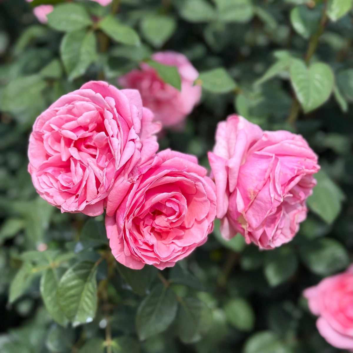 Rose - Dee-Lish