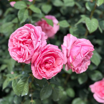 Rose - Dee-Lish