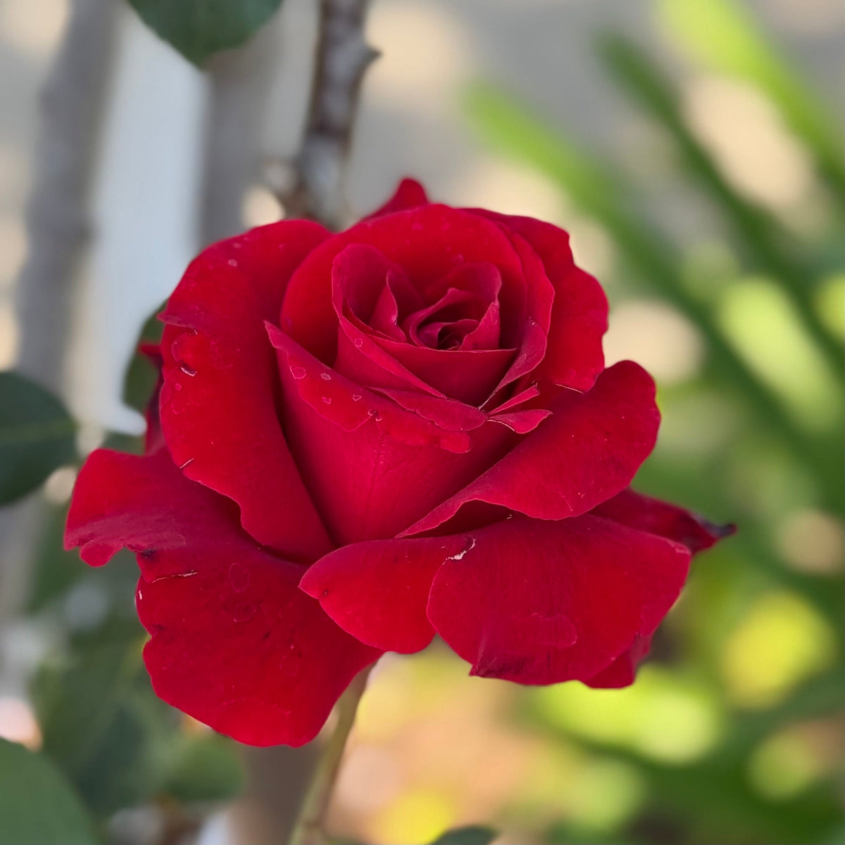 Rose - Don Juan