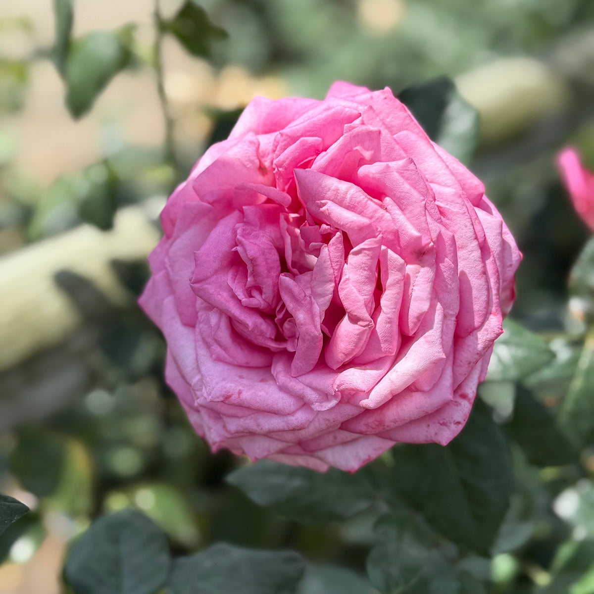 Rose - Eleganza Wedding Bells