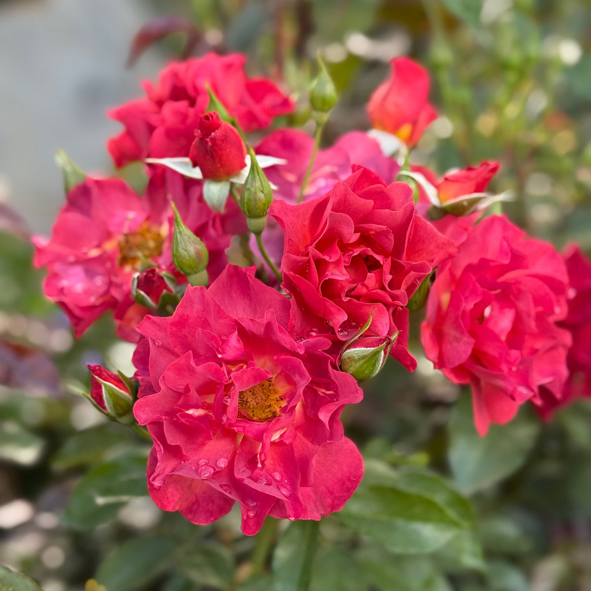 Rose - Cinco de Mayo