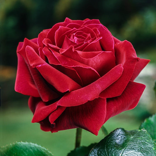 Rose - Mister Lincoln