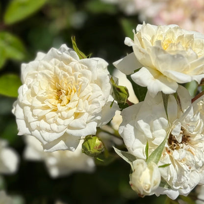 Rose - Bridal Sunblaze