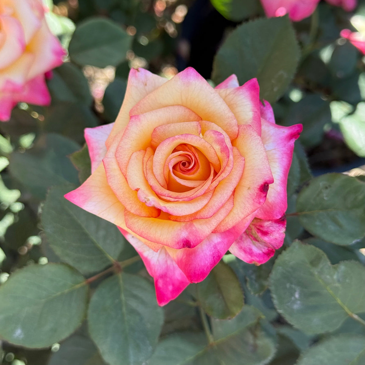 Rose - Dream Come True