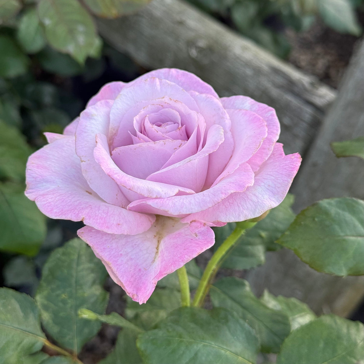 Rose - Nicole Carol Miller