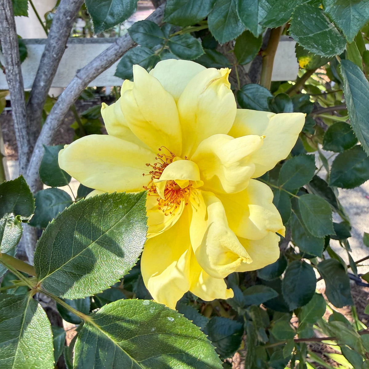 Rose - Golden Showers
