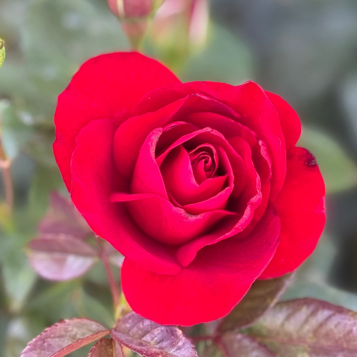 Rose - Preference