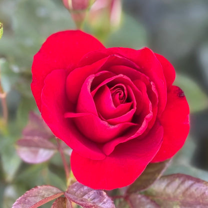 Rose - Preference