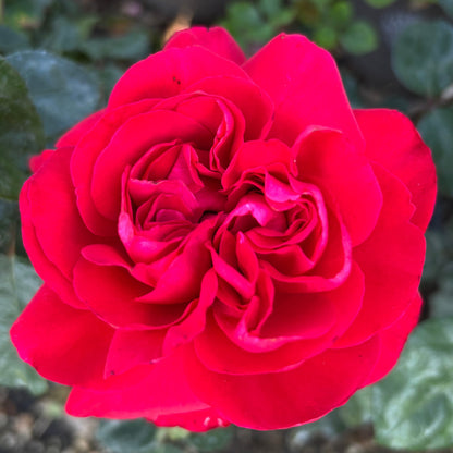 Rose - Tiamo