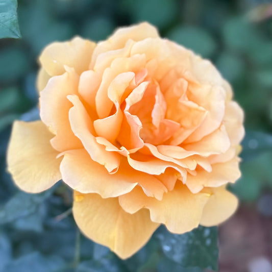 Rose - Sunbelt South Africa