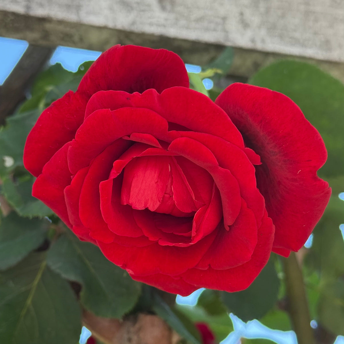 Rose - Don Juan
