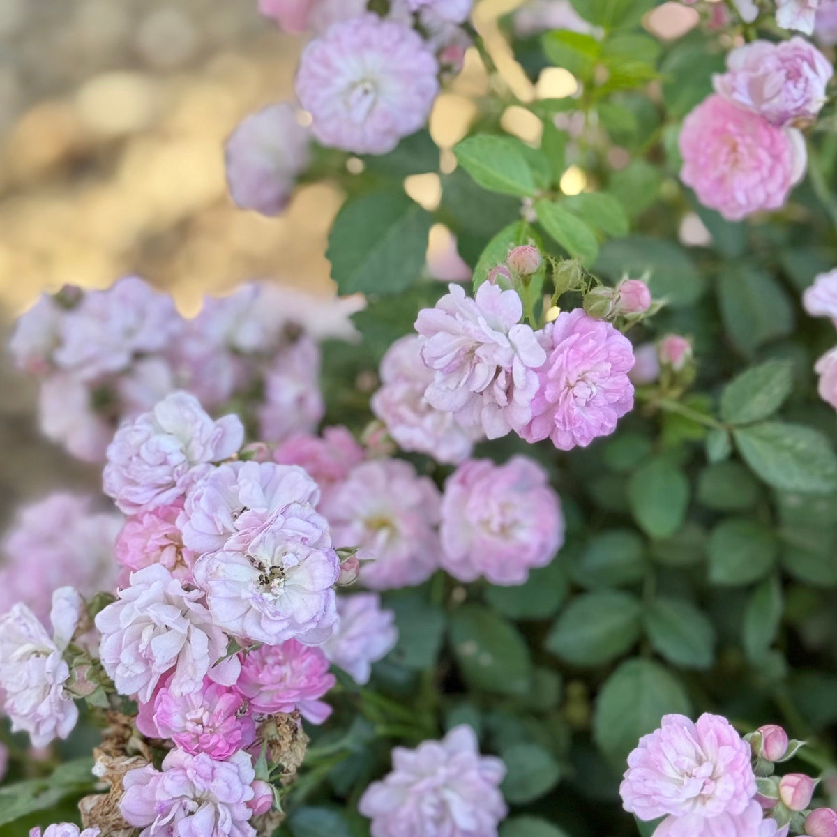 Rose - Pretty Polly Lavender