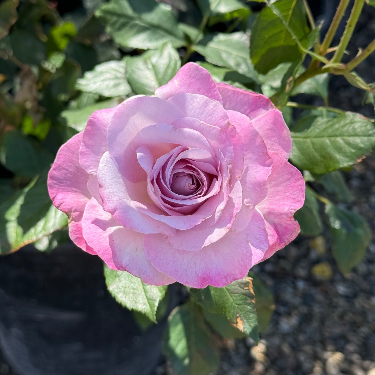Rose - Nicole Carol Miller