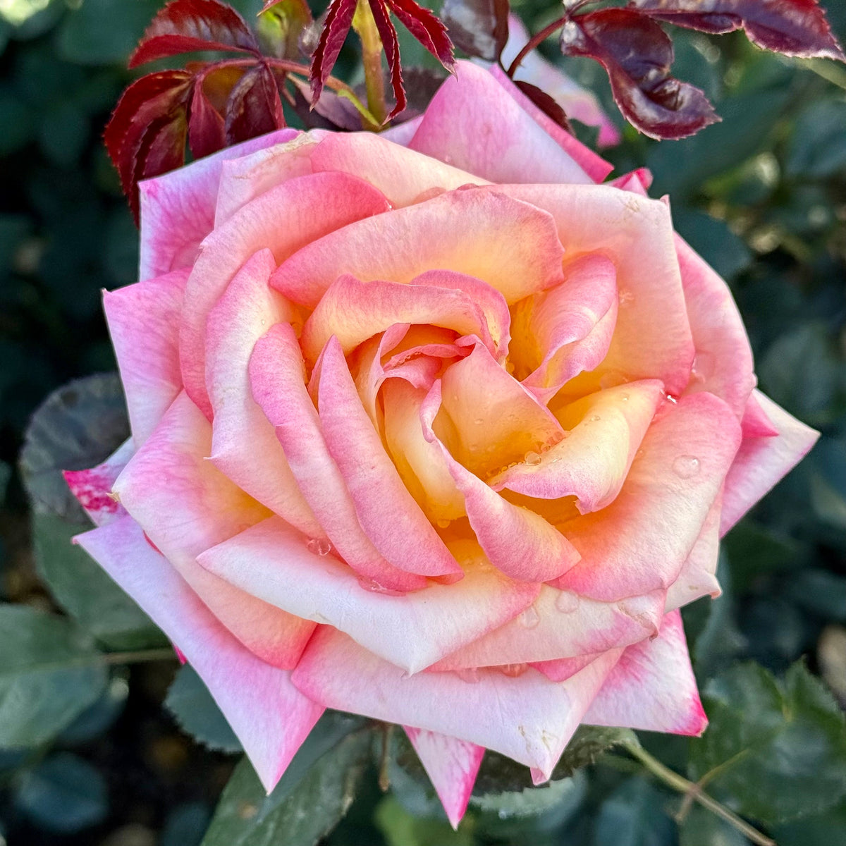 Rose - Enchanted Peace