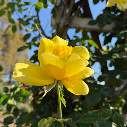 Rose - Golden Showers