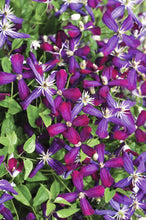 Load image into Gallery viewer, Clematis Fragrant - Purple Sweet Summer Love-  &#39;Paniculata&#39;
