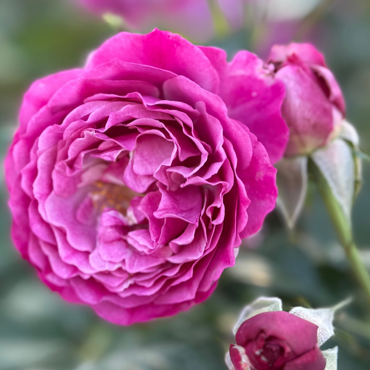 Rose - Wild Blue Yonder