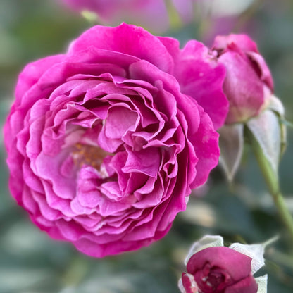 Rose - Wild Blue Yonder