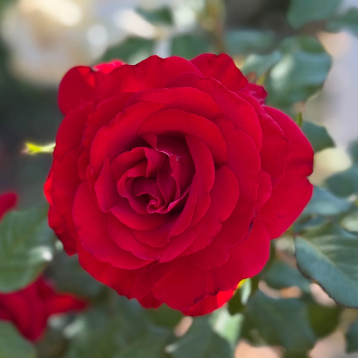 Rose - Love's Promise