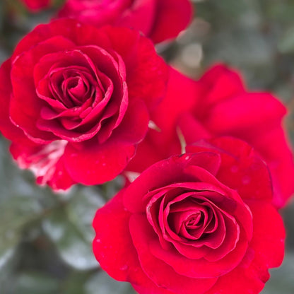 Rose - Preference