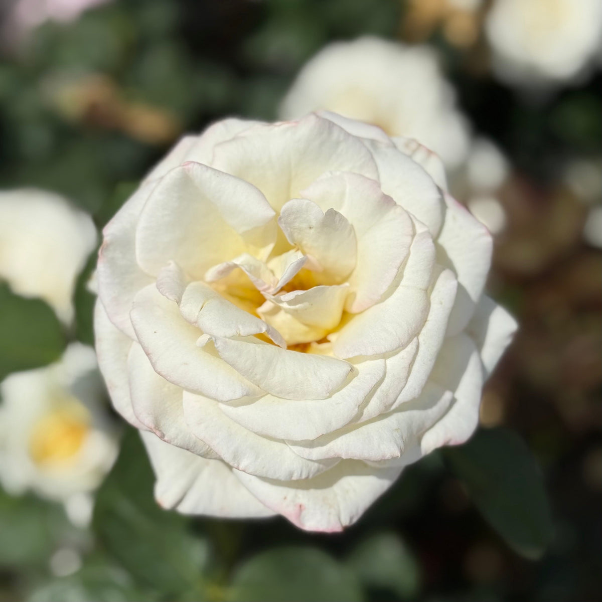 Rose - Secret's Out!