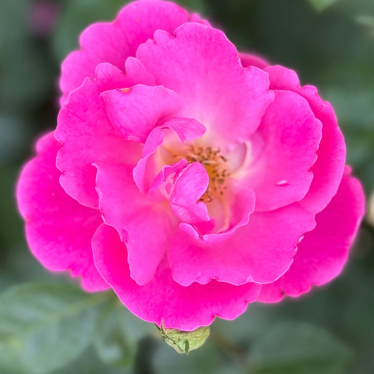 Rose - Shining Moment