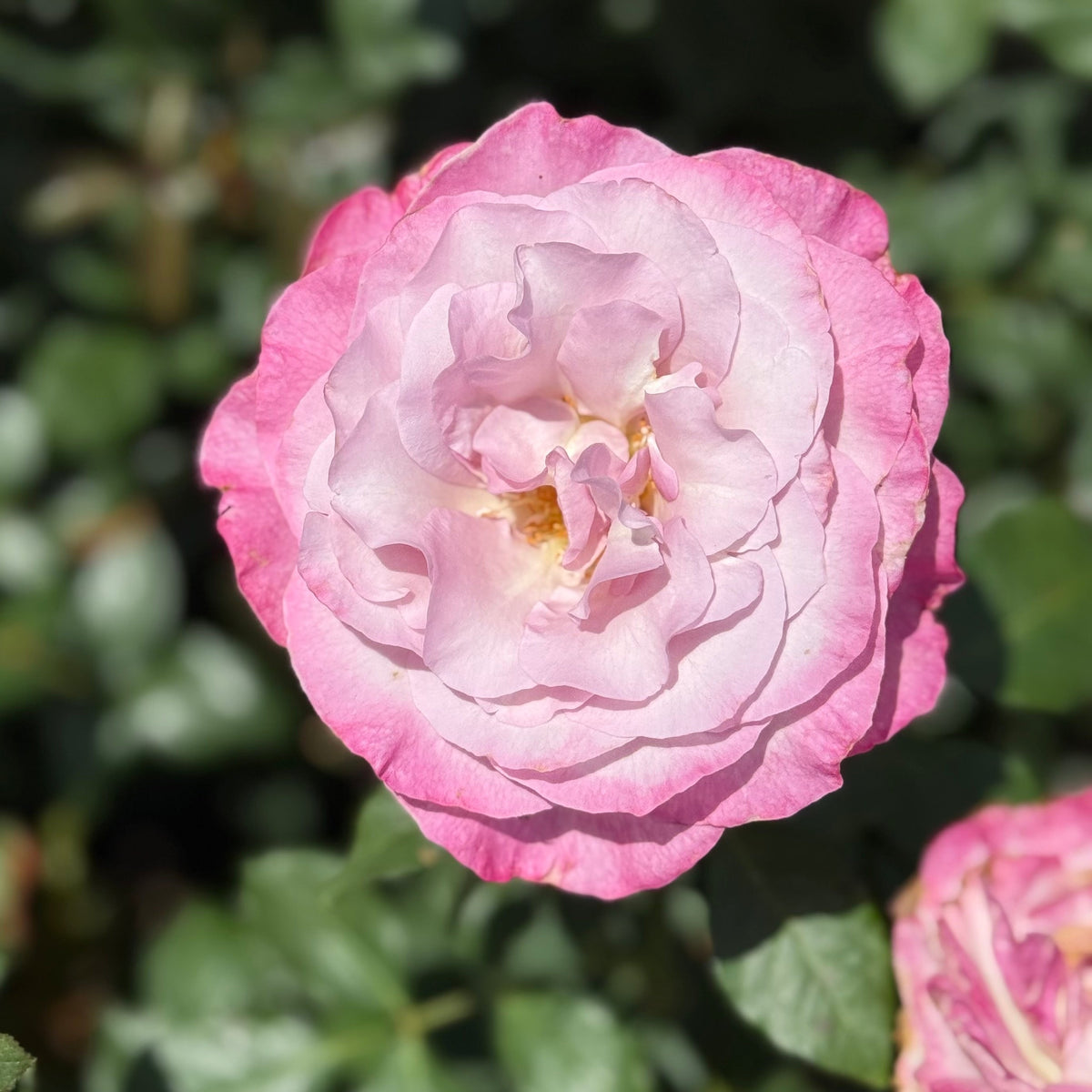 Rose - Nicole Carol Miller