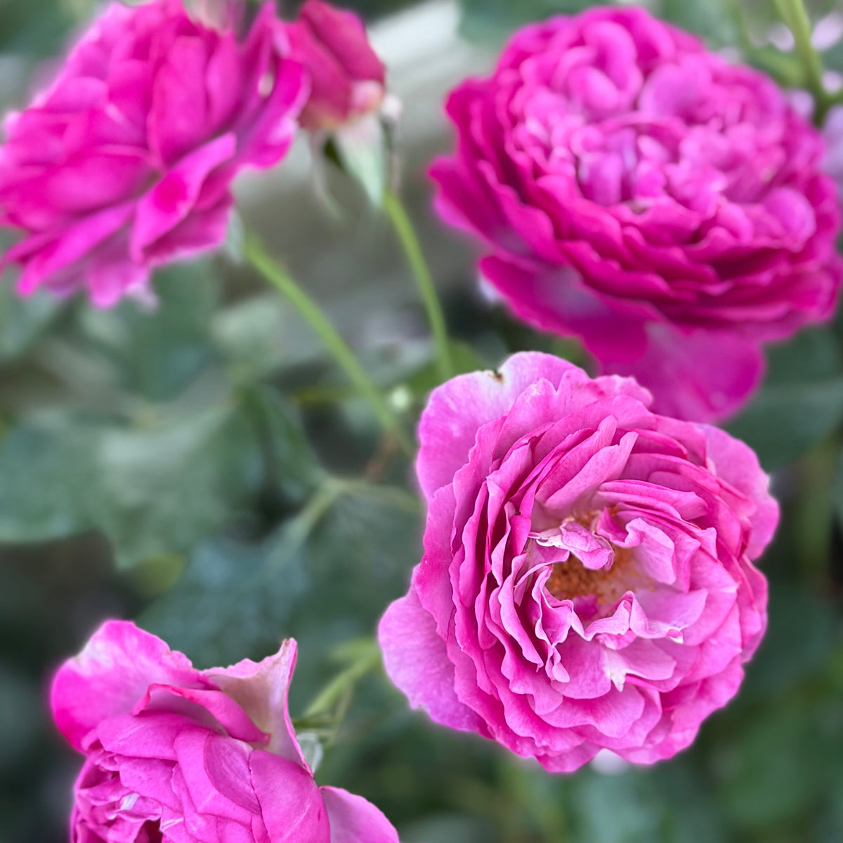 Rose - Wild Blue Yonder