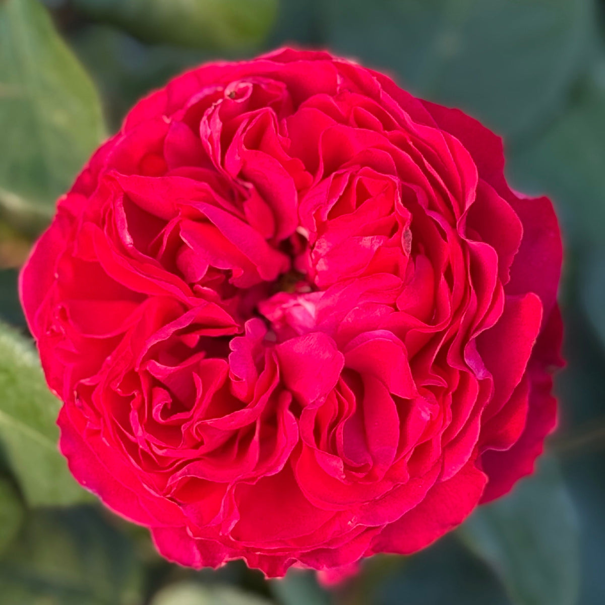 Rose - Traviata
