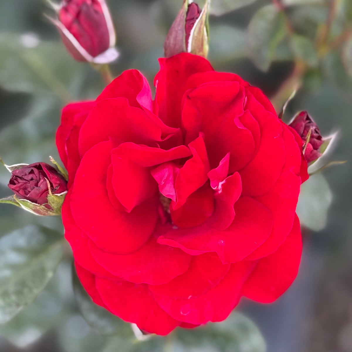 Rose - Preference