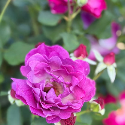 Rose - Wild Blue Yonder